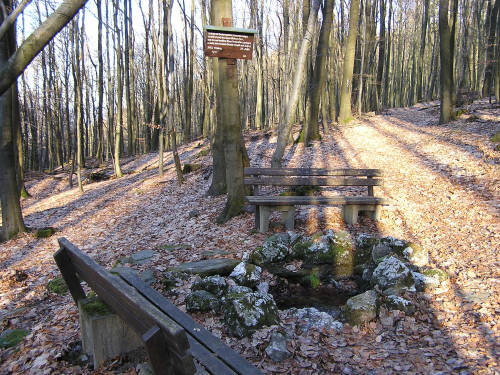 Die Luisenquelle mitten im Buchenwald. In der mit Steinen umlegten Quelle spudelte das frische Quellwasser. 